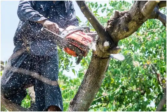 tree services Santa Isabel